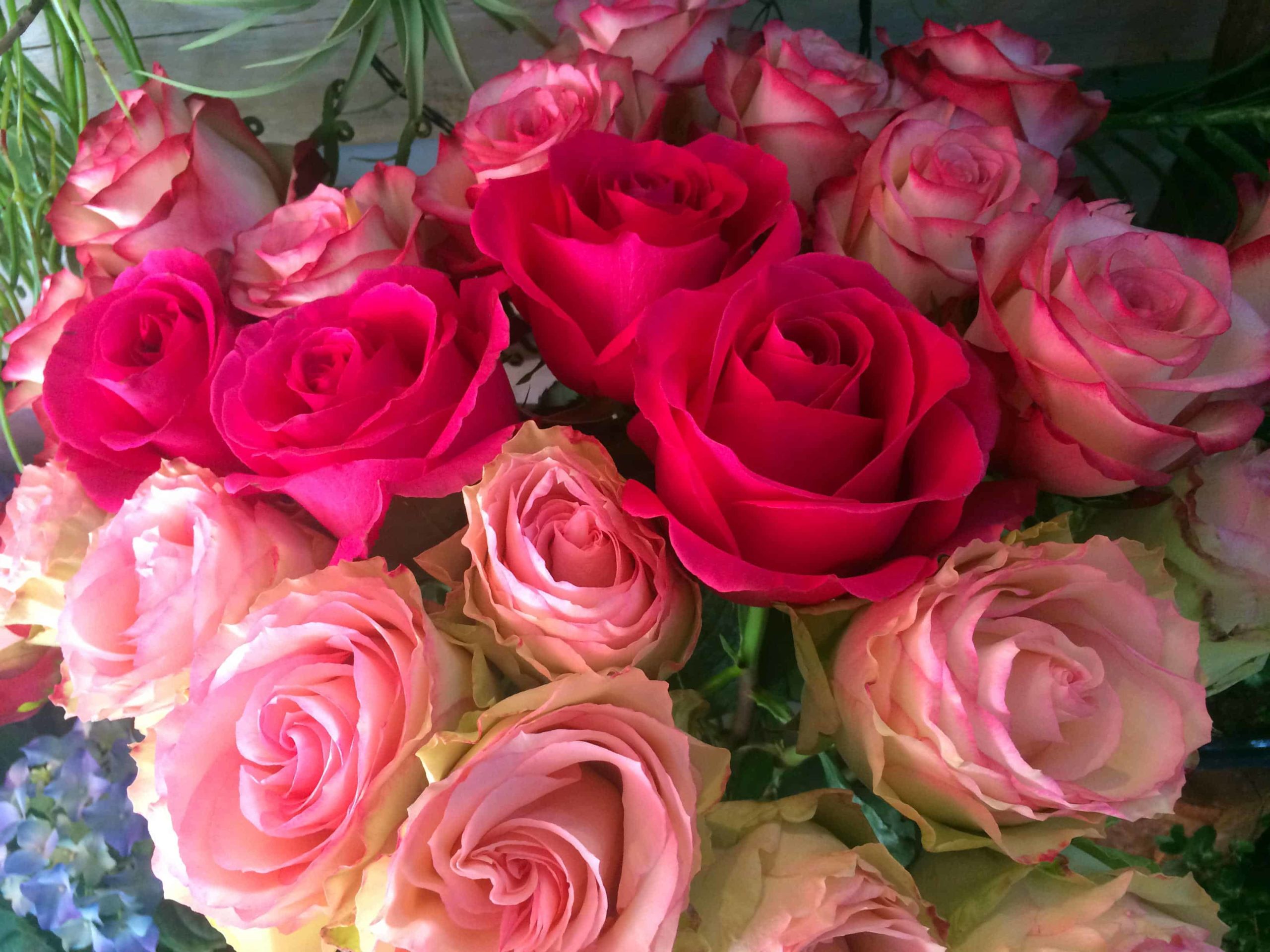 Roses rouges