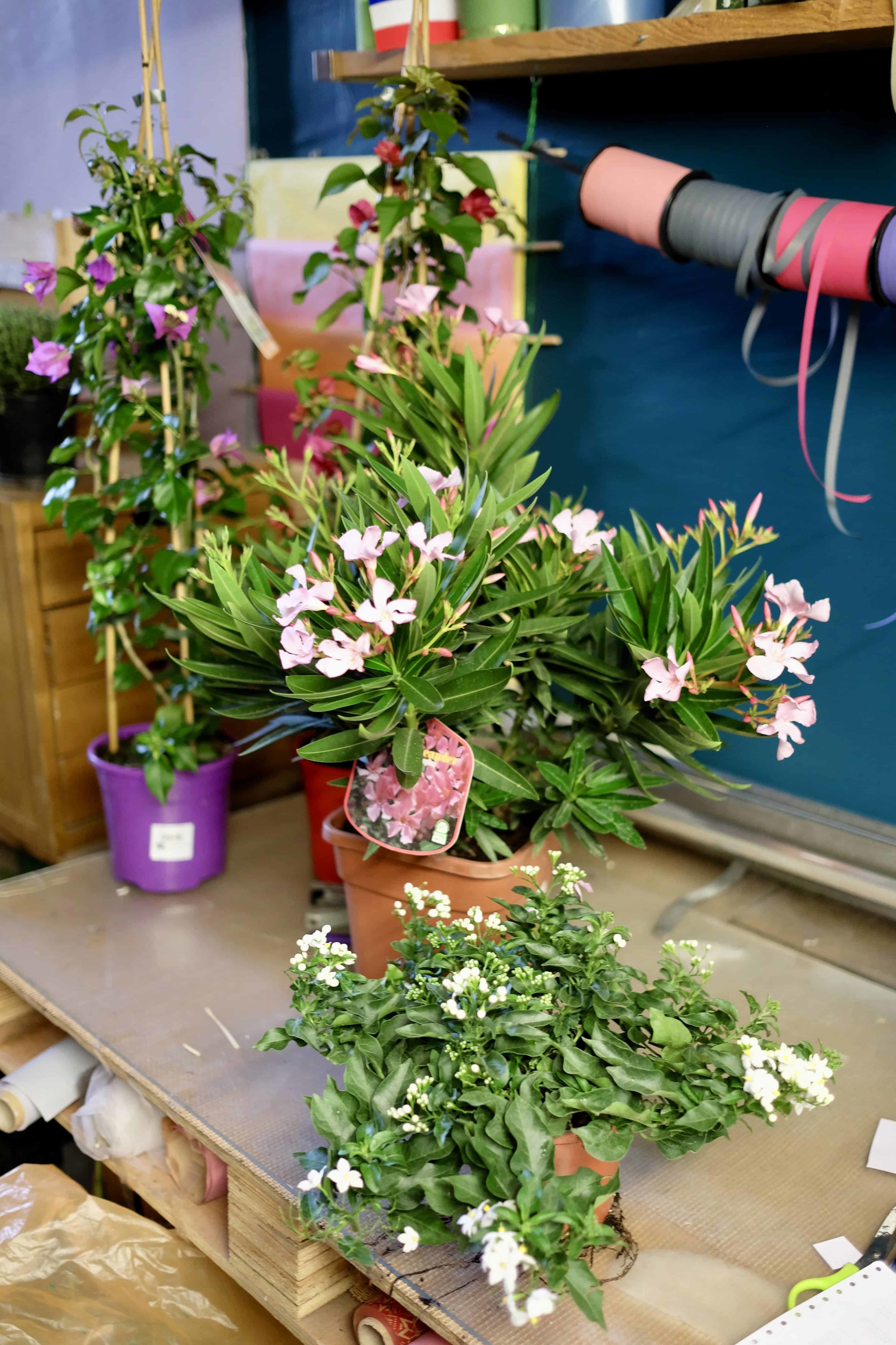 DSCF4904 - Arrivage de plantes et de fleurs pour la livraison