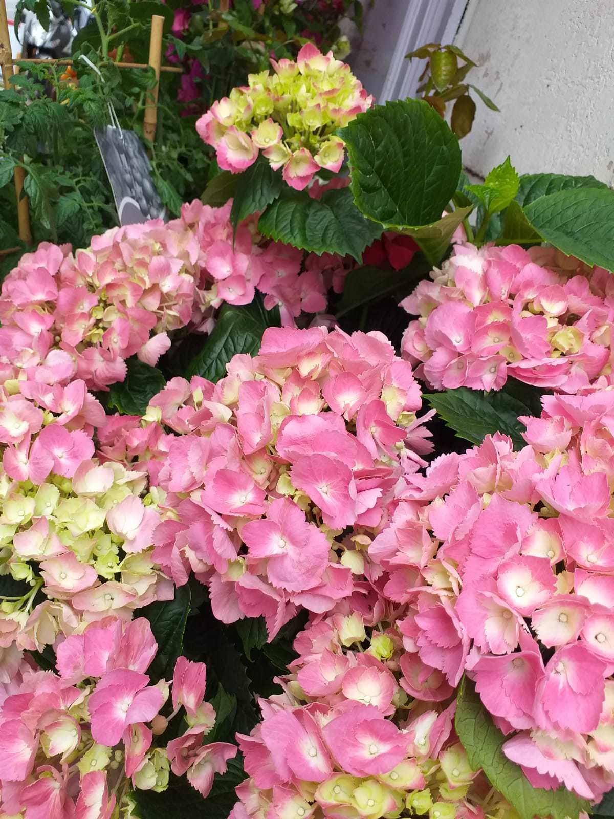 fleuriste marseille fleurs et plantes hortensia rose